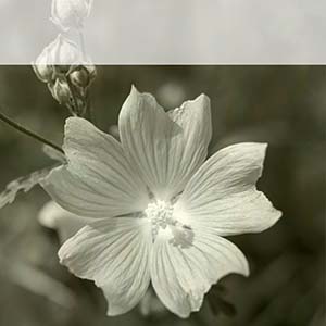 quadratisches Template mit wei�er Malve