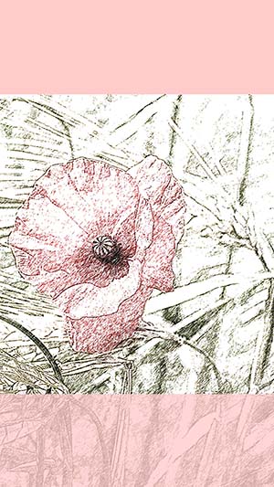 Template f�r Instagram Story mit rosa Blume im Kornfeld