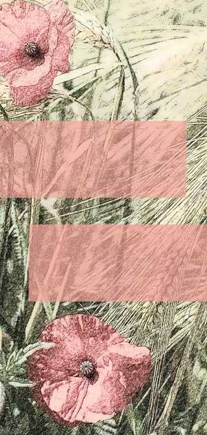 Kornfeld mit Mohnblumen in rosa und rosa Balken f&uuml;r Text