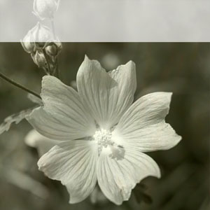 quadratischer Pin mit einer Malven-Bl&uuml;te